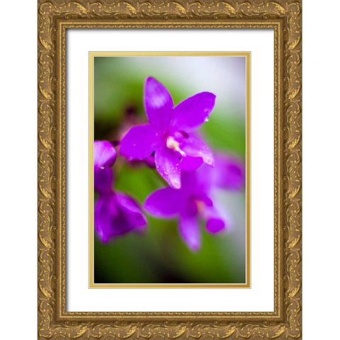 Purple Orchid I Gold Ornate Wood Framed Art Print with Double Matting by Stefko, Bob