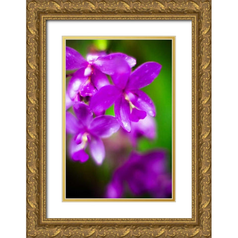 Purple Orchid II Gold Ornate Wood Framed Art Print with Double Matting by Stefko, Bob