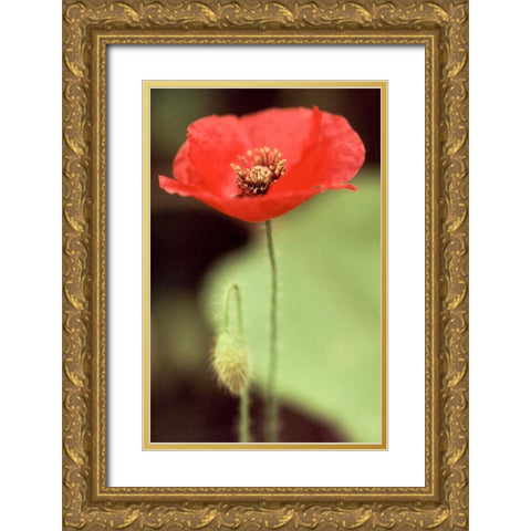 Red and Green II Gold Ornate Wood Framed Art Print with Double Matting by Stefko, Bob