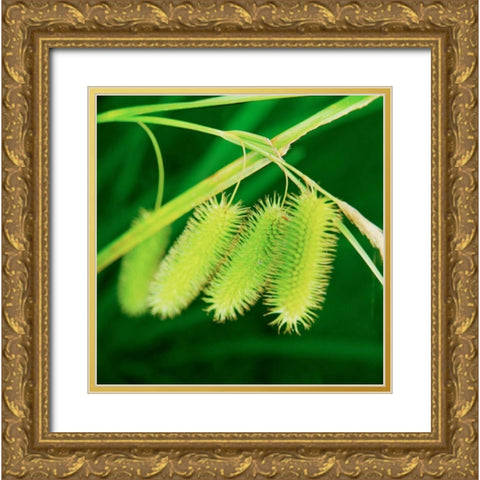Simple Organics III Gold Ornate Wood Framed Art Print with Double Matting by Stefko, Bob