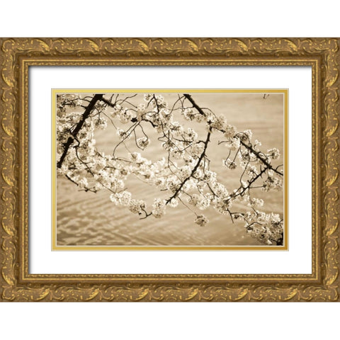 Sepia Cherry Blossoms II Gold Ornate Wood Framed Art Print with Double Matting by Stefko, Bob