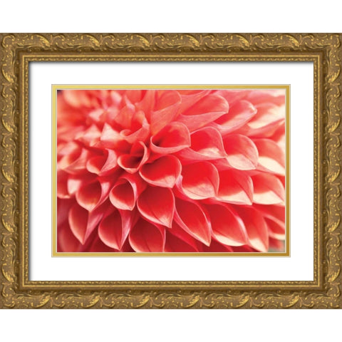 Coral Funnel Dahlia Gold Ornate Wood Framed Art Print with Double Matting by Styber, Dana