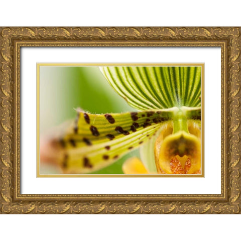 Extravaganza I Gold Ornate Wood Framed Art Print with Double Matting by Styber, Dana