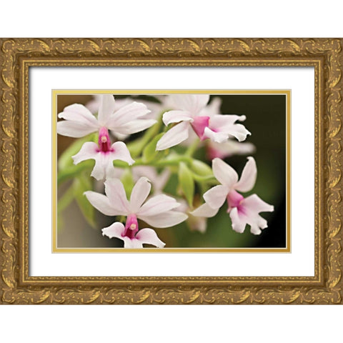 Pink Lips Gold Ornate Wood Framed Art Print with Double Matting by Styber, Dana