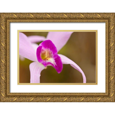 Purple Glory Gold Ornate Wood Framed Art Print with Double Matting by Styber, Dana