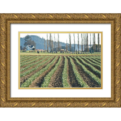 Daffodil Harvest I Gold Ornate Wood Framed Art Print with Double Matting by Styber, Dana