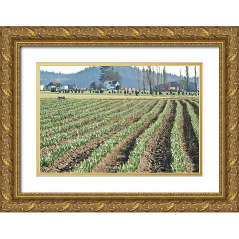 Daffodil Harvest II Gold Ornate Wood Framed Art Print with Double Matting by Styber, Dana