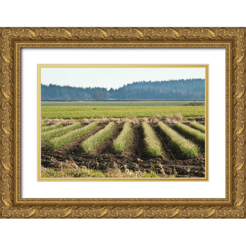 Golden Green Rows Gold Ornate Wood Framed Art Print with Double Matting by Styber, Dana