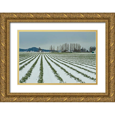 Snowy Daffodils I Gold Ornate Wood Framed Art Print with Double Matting by Styber, Dana