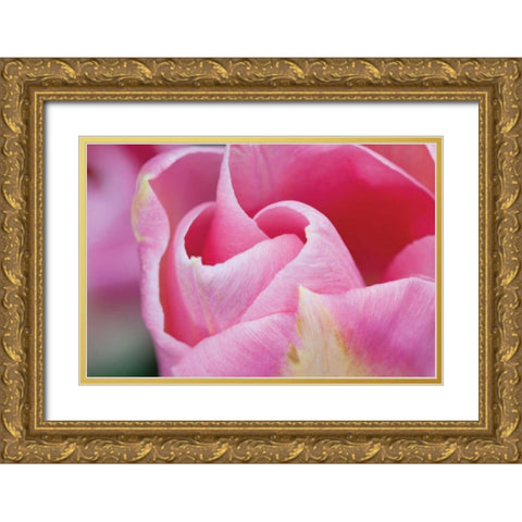 Pink Tulip I Gold Ornate Wood Framed Art Print with Double Matting by Styber, Dana