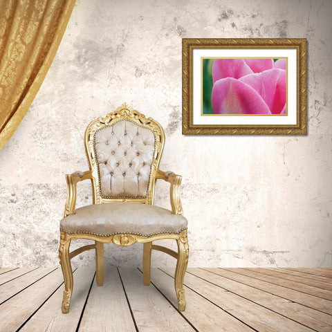 Pink Tulip II Gold Ornate Wood Framed Art Print with Double Matting by Styber, Dana