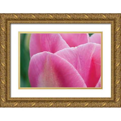 Pink Tulip II Gold Ornate Wood Framed Art Print with Double Matting by Styber, Dana