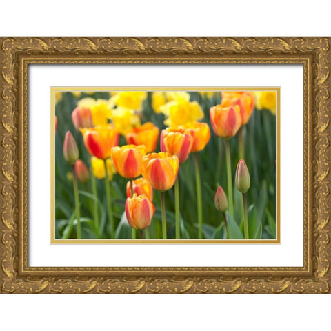 Tulip March II Gold Ornate Wood Framed Art Print with Double Matting by Styber, Dana