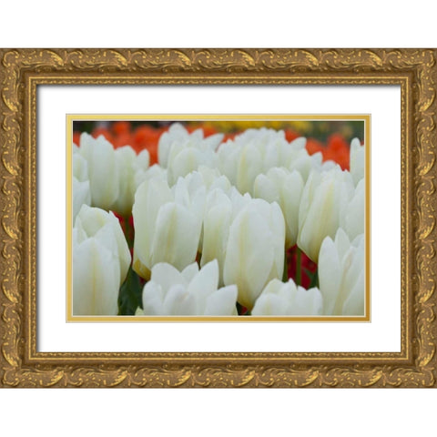 White Tulips II Gold Ornate Wood Framed Art Print with Double Matting by Styber, Dana