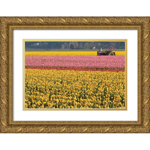 Tractor and Tulips I Gold Ornate Wood Framed Art Print with Double Matting by Styber, Dana