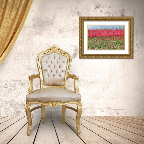 Red Tulip Mound I Gold Ornate Wood Framed Art Print with Double Matting by Styber, Dana