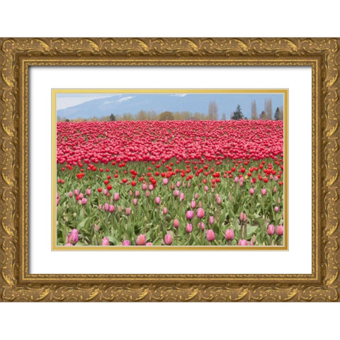 Red Tulip Mound I Gold Ornate Wood Framed Art Print with Double Matting by Styber, Dana