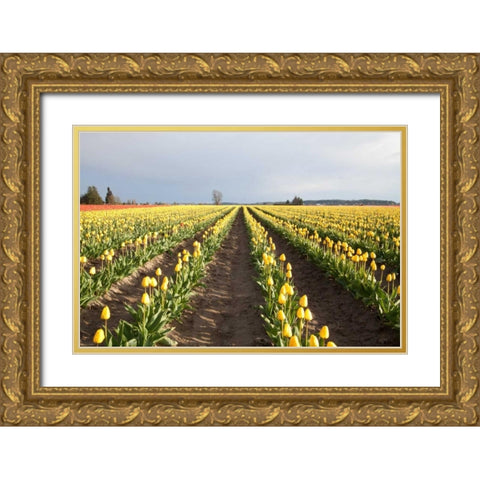 Tulips at Sunset II Gold Ornate Wood Framed Art Print with Double Matting by Styber, Dana