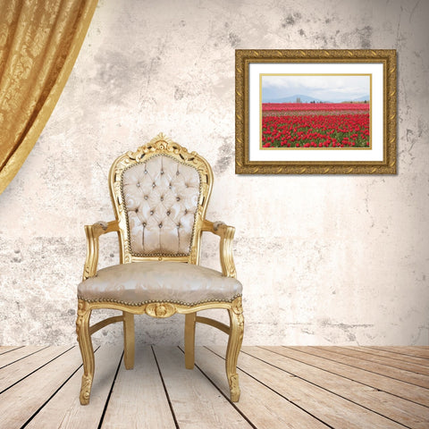 Red Tulip Mound II Gold Ornate Wood Framed Art Print with Double Matting by Styber, Dana