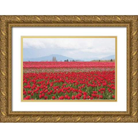 Red Tulip Mound II Gold Ornate Wood Framed Art Print with Double Matting by Styber, Dana