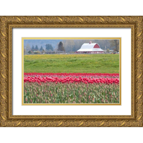 Red Tulip Barn Gold Ornate Wood Framed Art Print with Double Matting by Styber, Dana