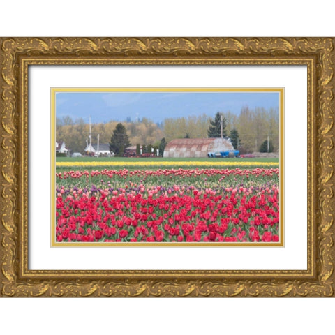 Red Tulip Farm Gold Ornate Wood Framed Art Print with Double Matting by Styber, Dana