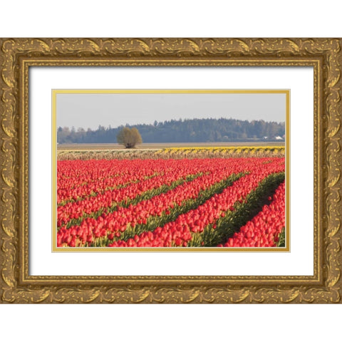 Lonesome Tree Gold Ornate Wood Framed Art Print with Double Matting by Styber, Dana
