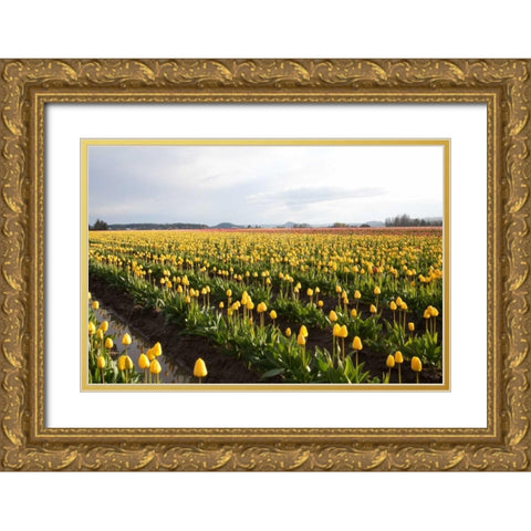 Tulips at Sunset V Gold Ornate Wood Framed Art Print with Double Matting by Styber, Dana