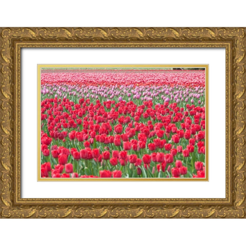 March of the Tulips I Gold Ornate Wood Framed Art Print with Double Matting by Styber, Dana