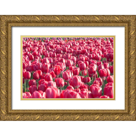 Field of Pink Gold Ornate Wood Framed Art Print with Double Matting by Styber, Dana