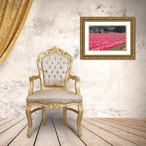 Vibrant Pink Tulips Gold Ornate Wood Framed Art Print with Double Matting by Styber, Dana