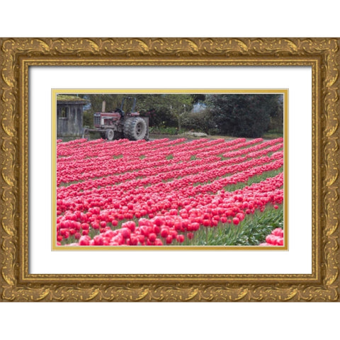 Vibrant Pink Tulips Gold Ornate Wood Framed Art Print with Double Matting by Styber, Dana
