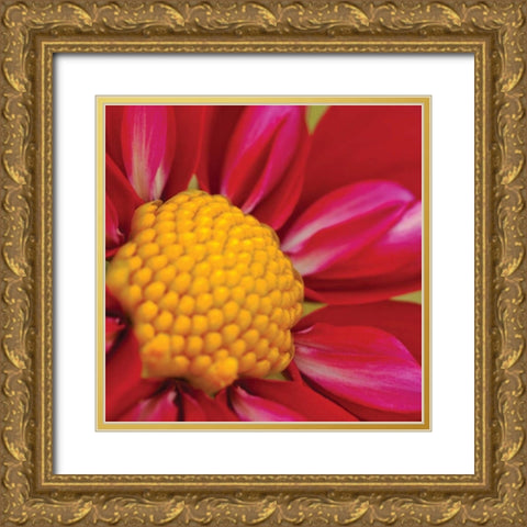 Starburst Square II Gold Ornate Wood Framed Art Print with Double Matting by Styber, Dana