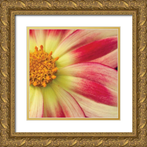 Starburst Square III Gold Ornate Wood Framed Art Print with Double Matting by Styber, Dana