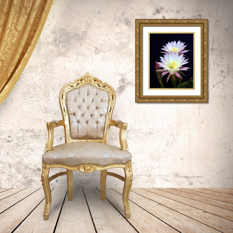 Echinopsis Flowers III Gold Ornate Wood Framed Art Print with Double Matting by Taylor, Douglas