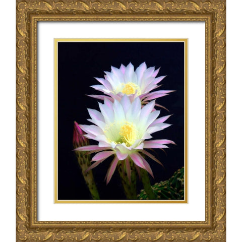 Echinopsis Flowers III Gold Ornate Wood Framed Art Print with Double Matting by Taylor, Douglas