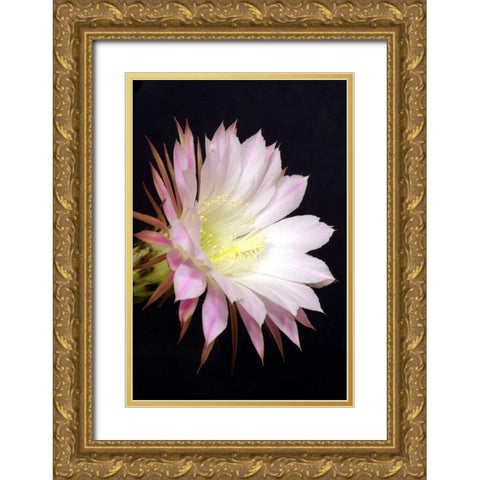 Echinopsis Flowers IV Gold Ornate Wood Framed Art Print with Double Matting by Taylor, Douglas