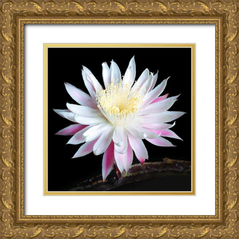 Queen of the Night I Gold Ornate Wood Framed Art Print with Double Matting by Taylor, Douglas