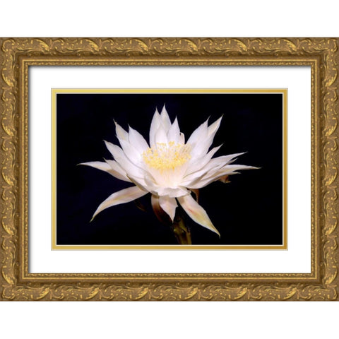 Night Blooms Gold Ornate Wood Framed Art Print with Double Matting by Taylor, Douglas