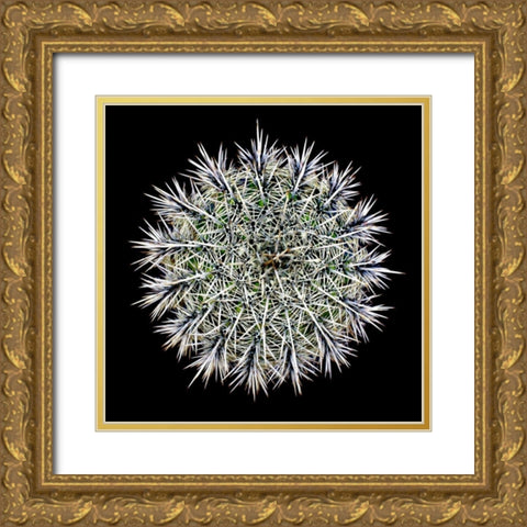 Saguaro Mandala I Gold Ornate Wood Framed Art Print with Double Matting by Taylor, Douglas