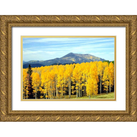 Aspens of Autumn I Gold Ornate Wood Framed Art Print with Double Matting by Taylor, Douglas