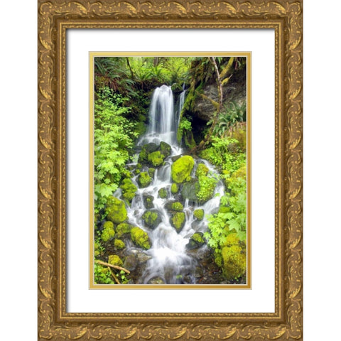 Rainforest Falls Gold Ornate Wood Framed Art Print with Double Matting by Taylor, Douglas