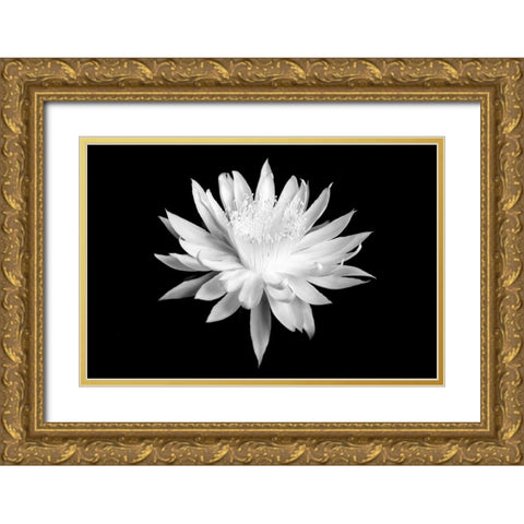 Queen of the Night BW I Gold Ornate Wood Framed Art Print with Double Matting by Taylor, Douglas