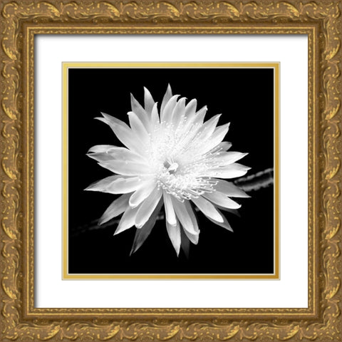 Queen of the Night BW II Gold Ornate Wood Framed Art Print with Double Matting by Taylor, Douglas