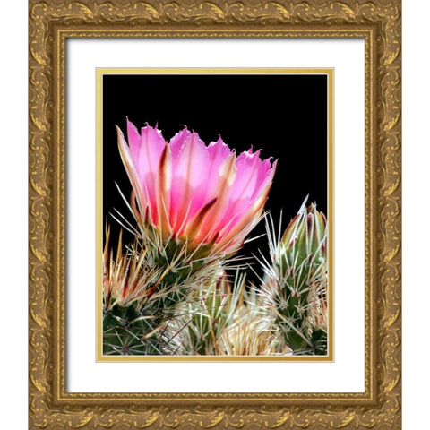 Armed and Beautiful Gold Ornate Wood Framed Art Print with Double Matting by Taylor, Douglas