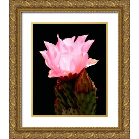 Beaver Tail Cactus Flower Gold Ornate Wood Framed Art Print with Double Matting by Taylor, Douglas