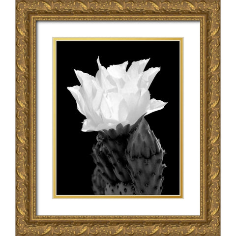 Beaver Tail Cactus Flower BW Gold Ornate Wood Framed Art Print with Double Matting by Taylor, Douglas
