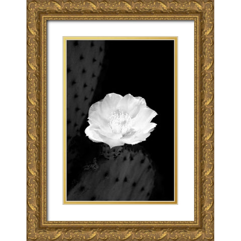 Prickly Pear Cactus Blossom BW Gold Ornate Wood Framed Art Print with Double Matting by Taylor, Douglas