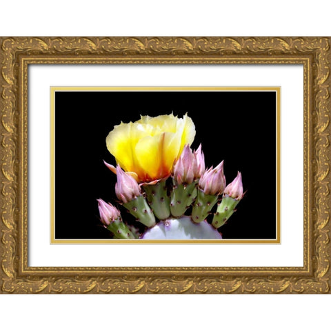 Prickly Pear Blossom and Buds Gold Ornate Wood Framed Art Print with Double Matting by Taylor, Douglas