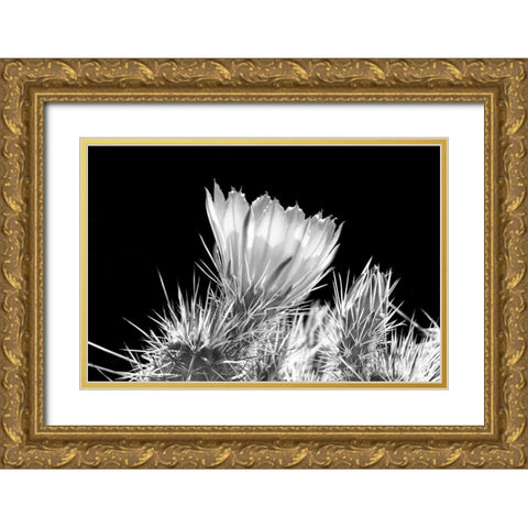 Hedgehog Cactus Flower BW Gold Ornate Wood Framed Art Print with Double Matting by Taylor, Douglas